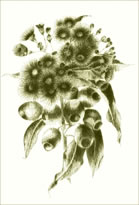 Commercial Illustration image